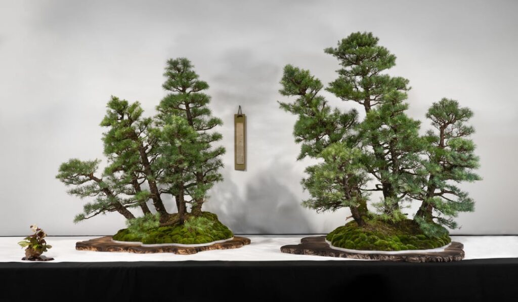 Photos of the Bonsai Open 2026