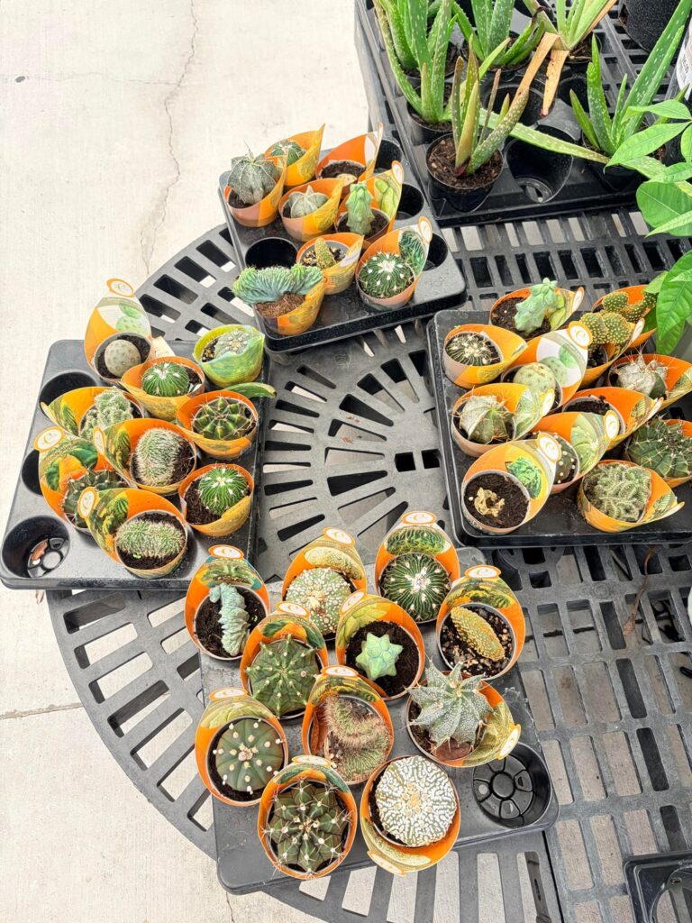 Succulents at my Walmart today