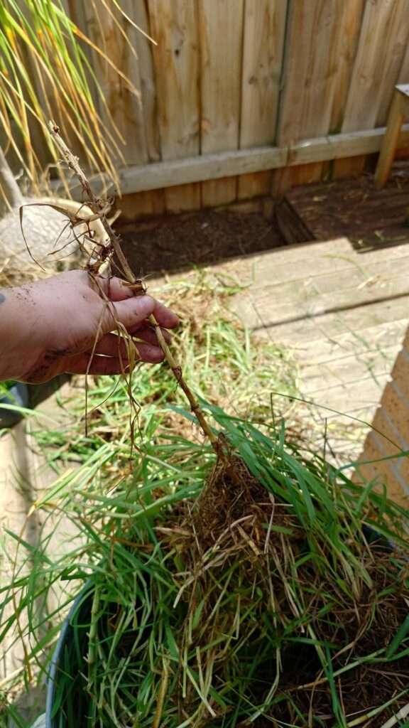 Swapping kikuyu/buffalo for something native?