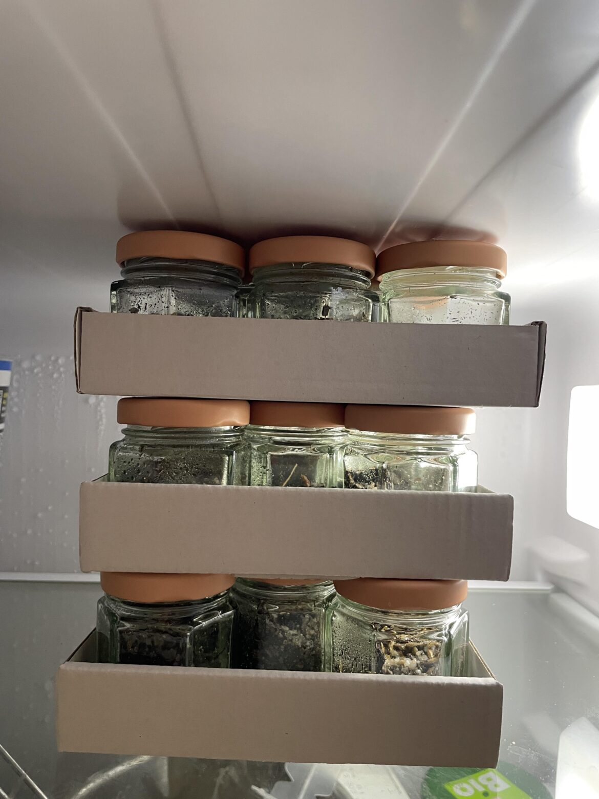 Trying a new method for cold stratification. Trying a new method for cold stratification.