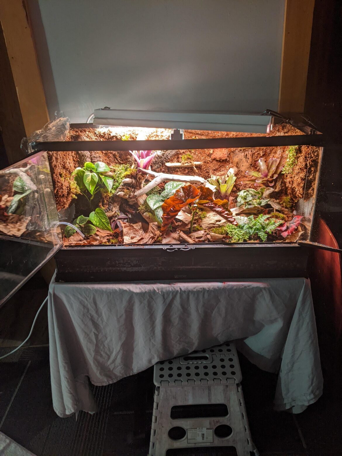 Isopod recommendations please!