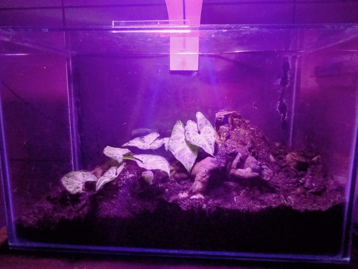 Vivarium bioativo Vivarium bioativo