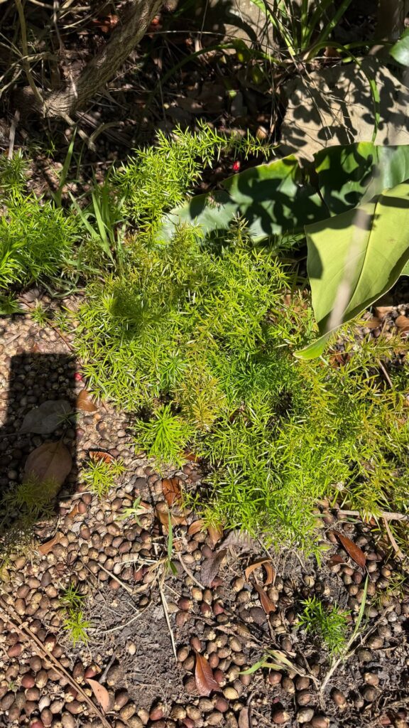 Follow up to weed matting/cardboard