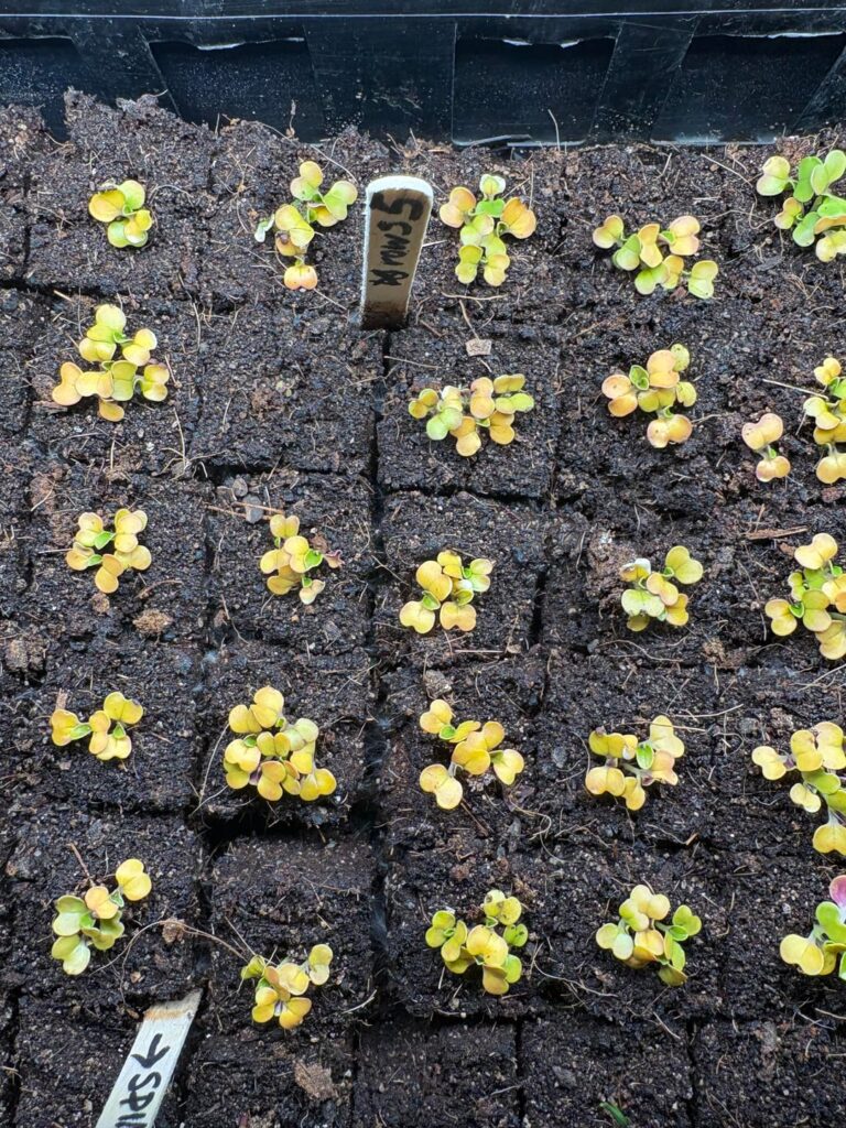 seedlings turning yellow seedlings turning yellow