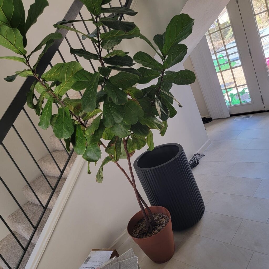 Plan of action for propagating/repotting?