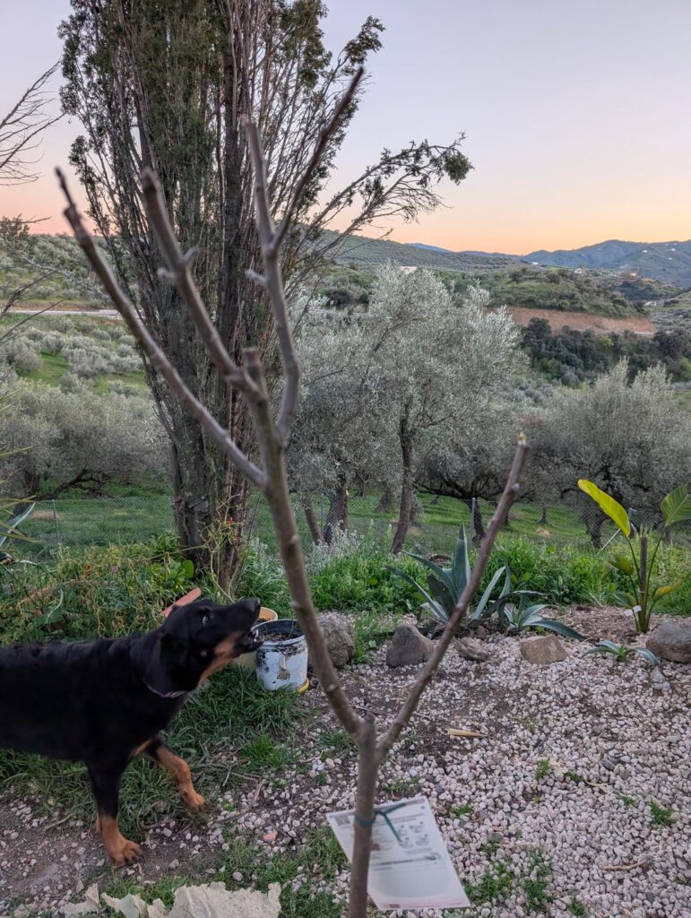 Advice – Pruning a new tree Advice - Pruning a new tree