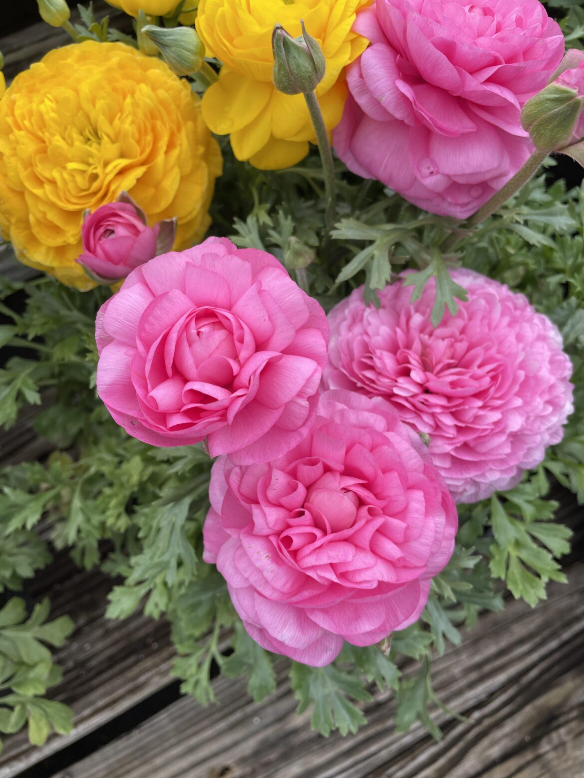 One of my favorite flowers