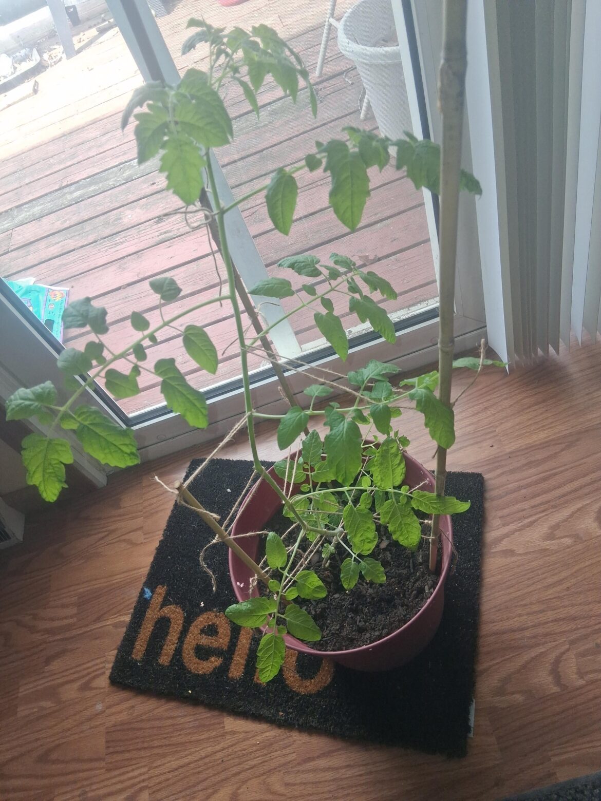 Is my plant ok