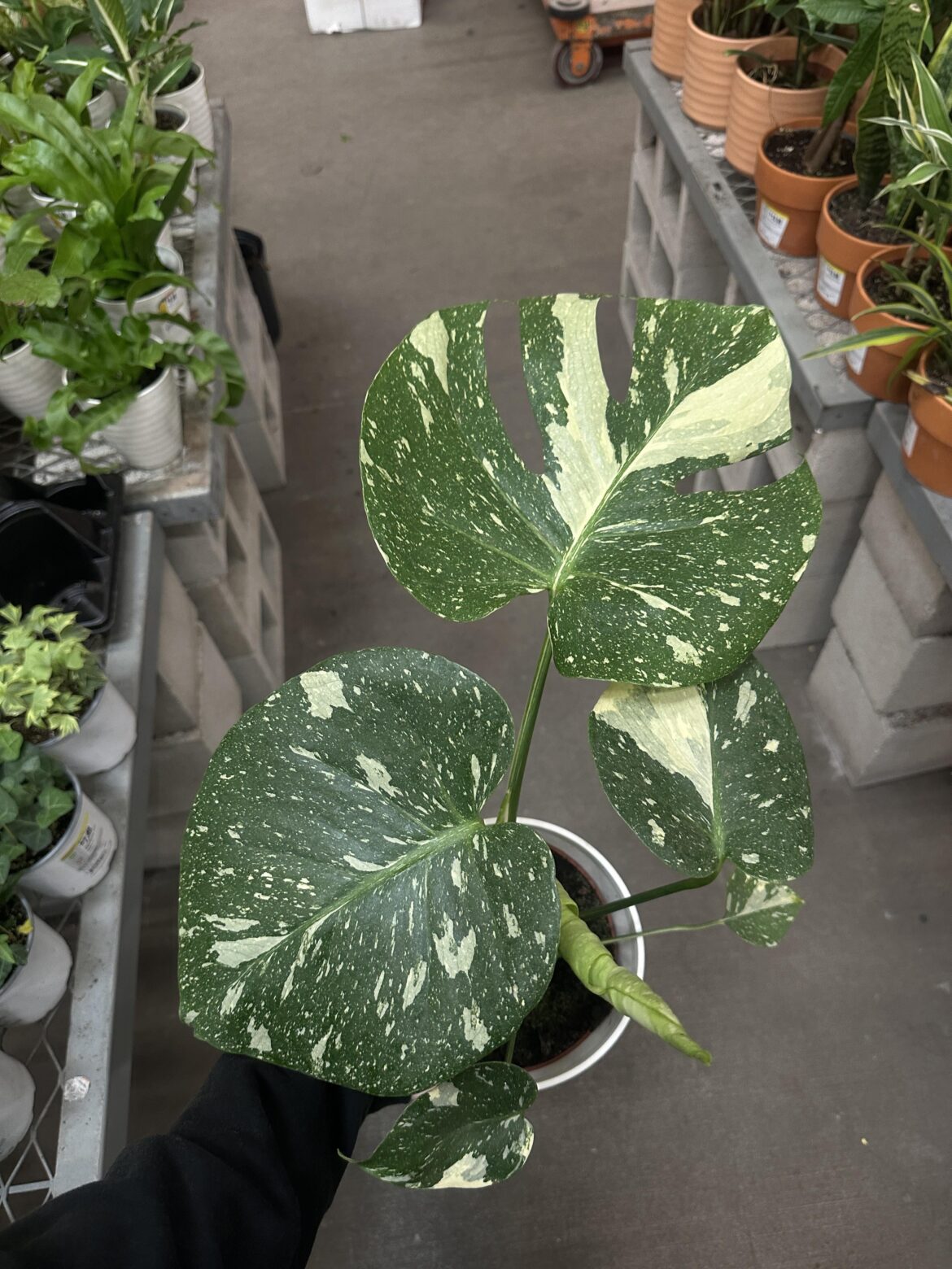Finally got a Thai Monstera!