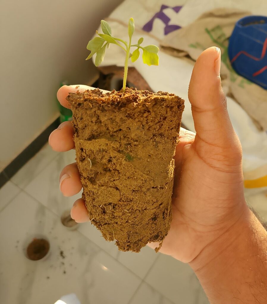 Just transplanted tomato plant to a bigger cup: