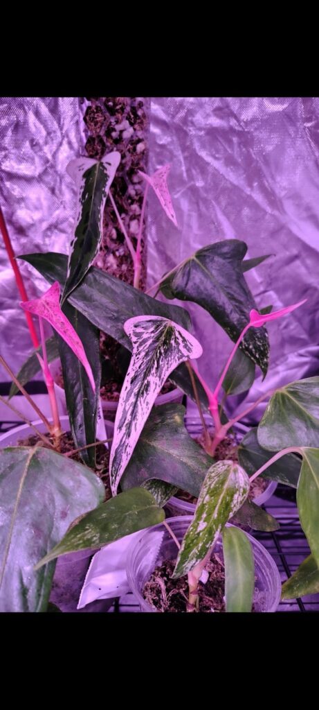 Anthurium subsignatum albo