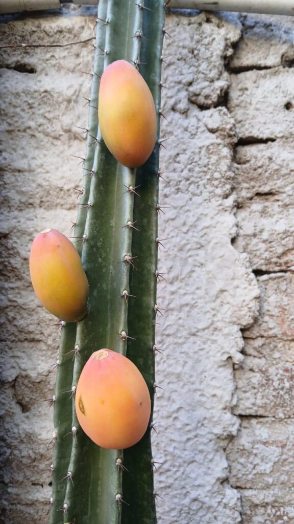Floreció 🥹🥹🥹