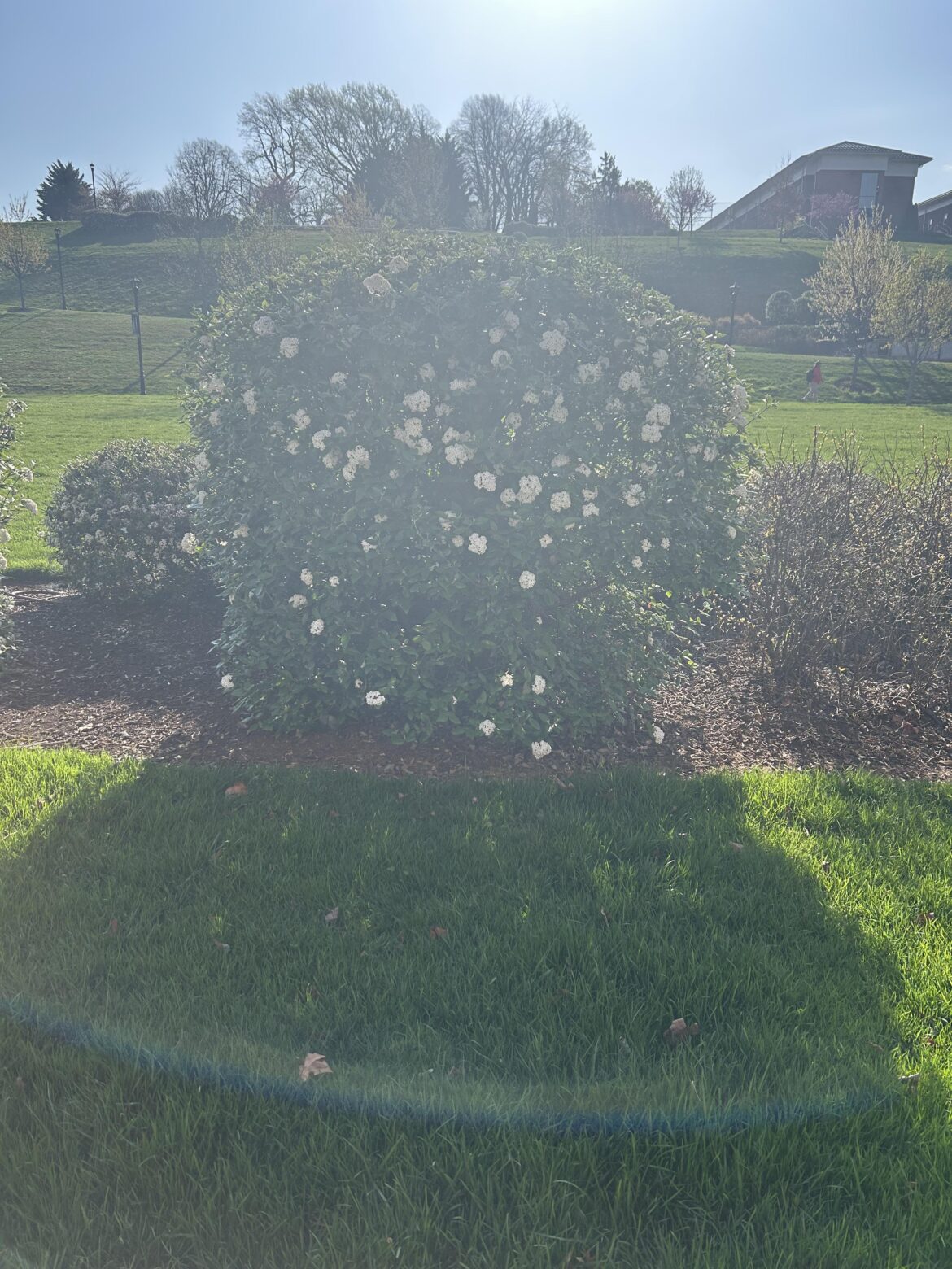 What in the world is this? Smells amazing and is really cute