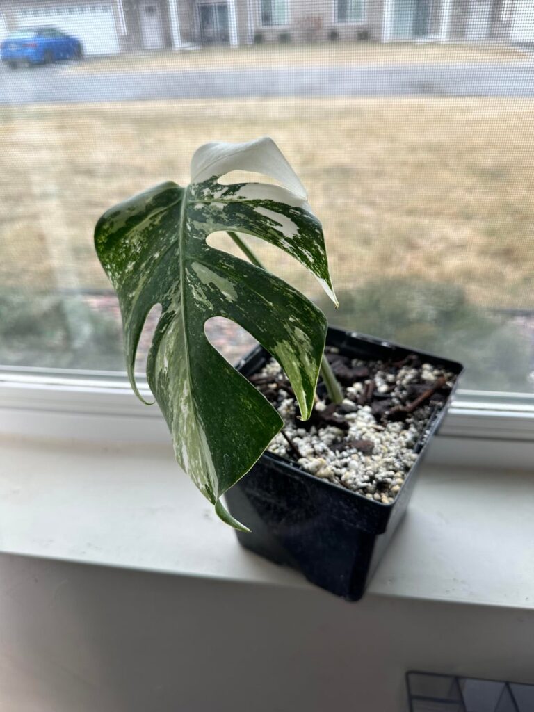 Tips for Monstera Albo Baby Tips for Monstera Albo Baby
