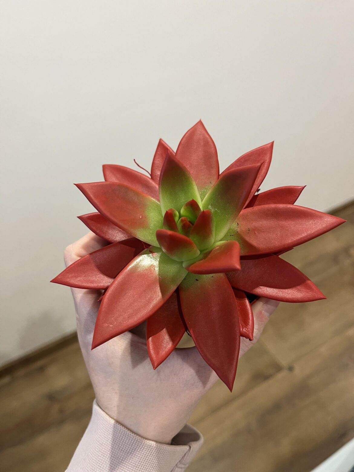 Paint on plant??
