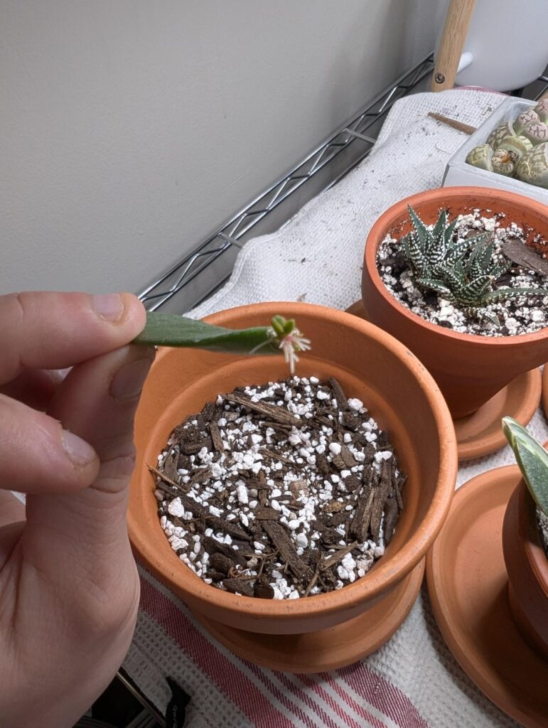 When should I plant this?
