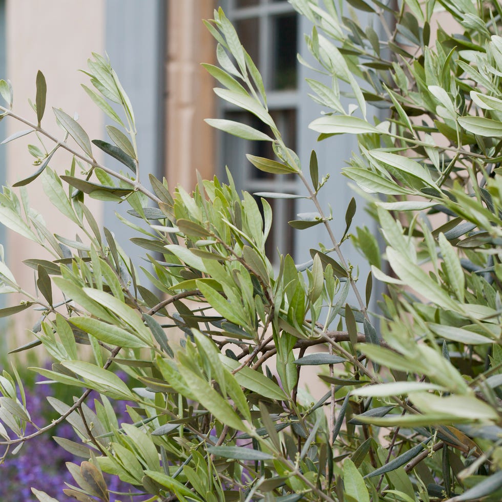 olive branches with blooming violet lavender flowers and countryside european cottage.