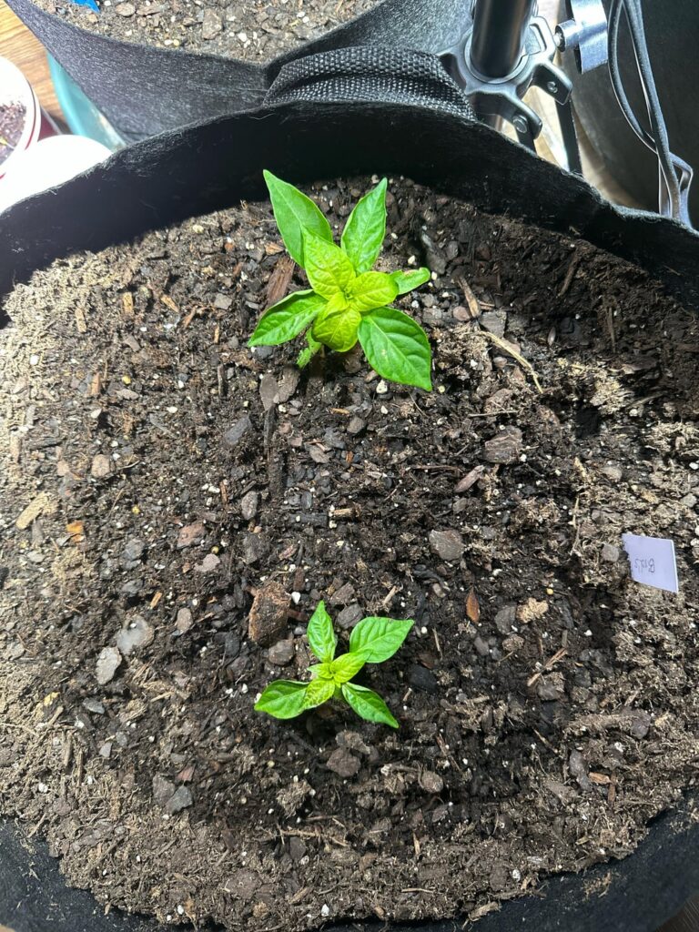 What’s wrong with my plant?