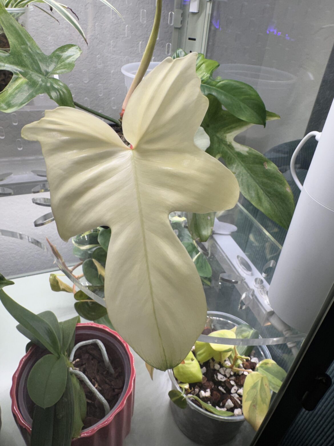 Ghost Appreciation Post