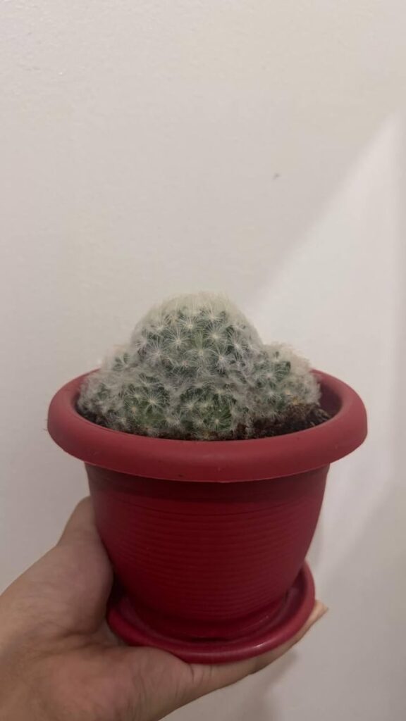 mamillaria changed shape