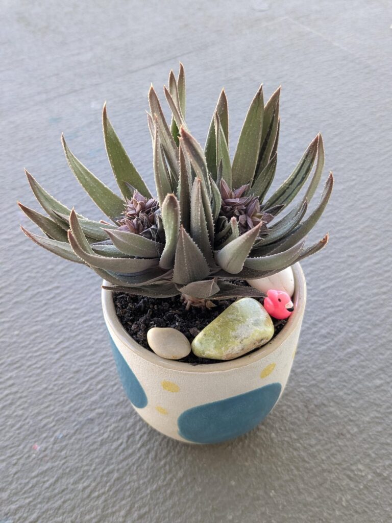 Green Ice Hybrid. Do these crest?