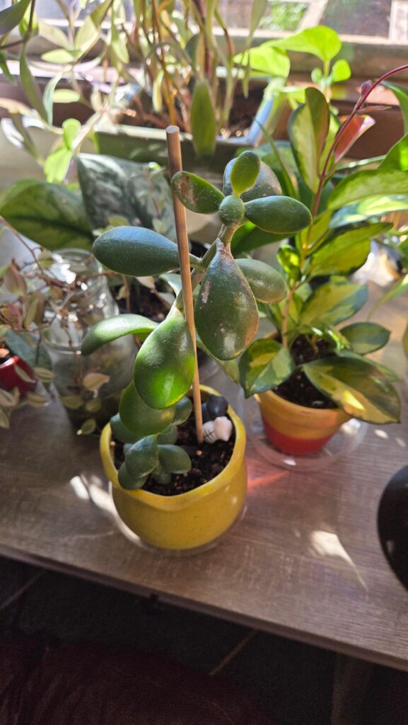 Do jades just grow super slow or am I doing something wrong?