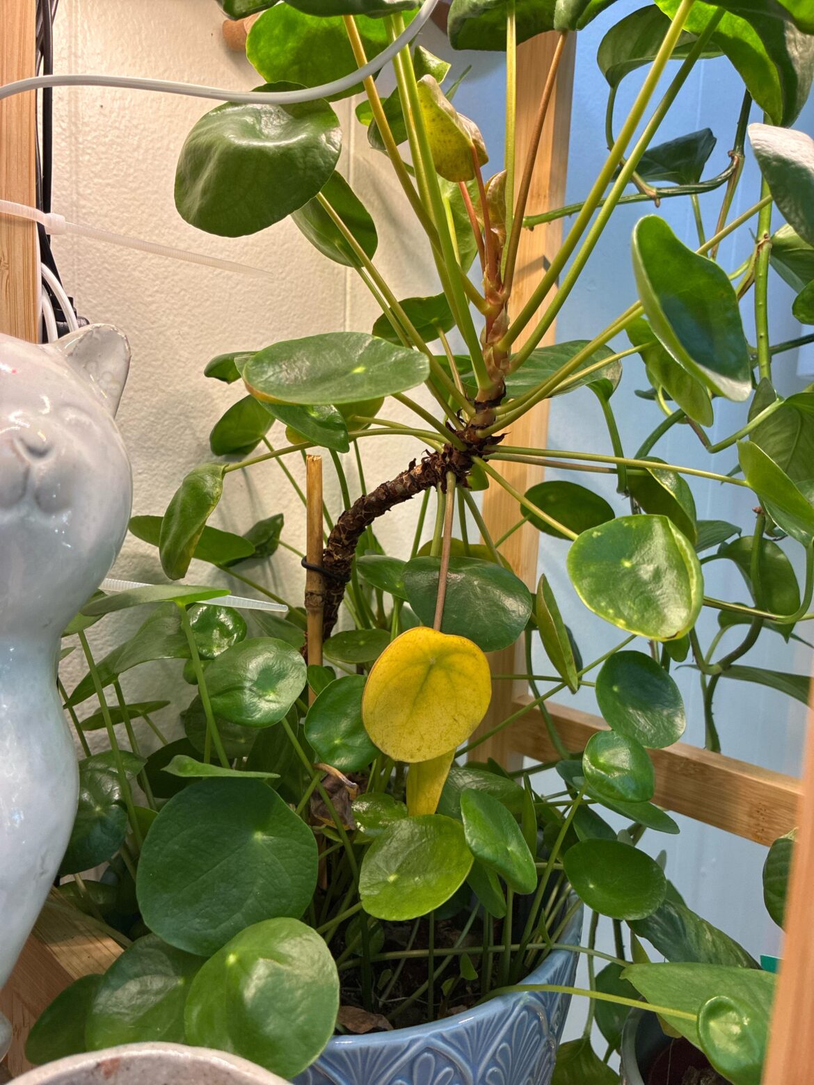 Anyone successfully chop & prop a Chinese Money plant?