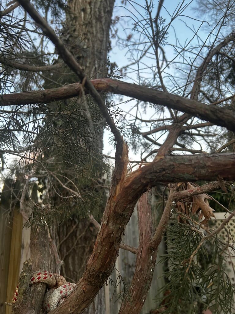 Is there any hope for this cedar tree branch or should I saw it off? Is there any hope for this cedar tree branch or should I saw it off?