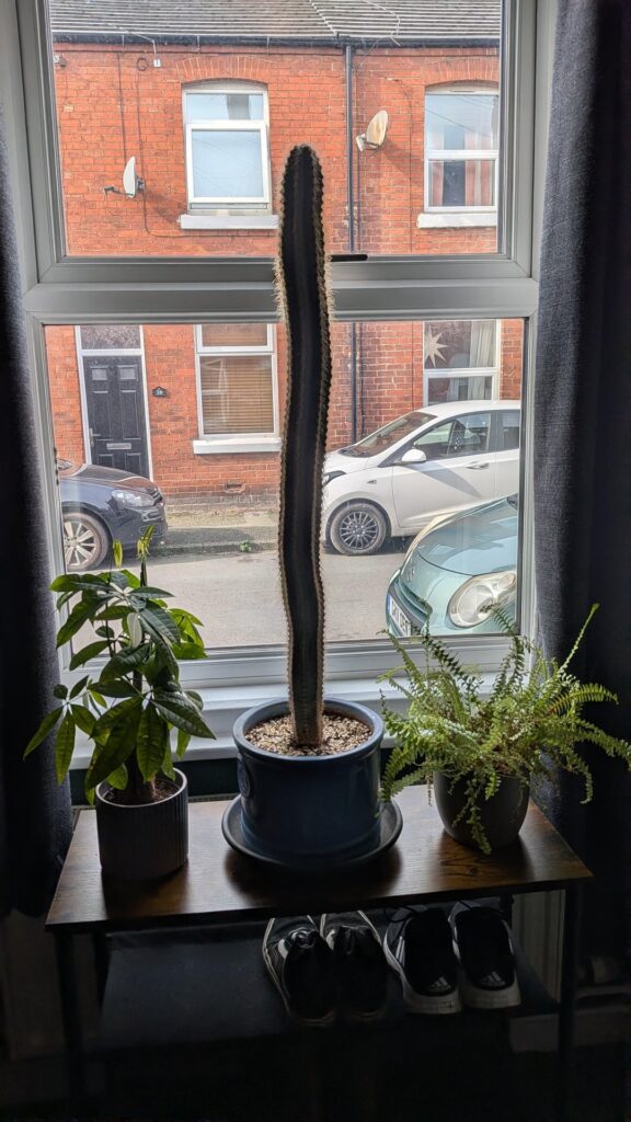 80 cm cactus from Facebook marketplace 80 cm cactus from Facebook marketplace