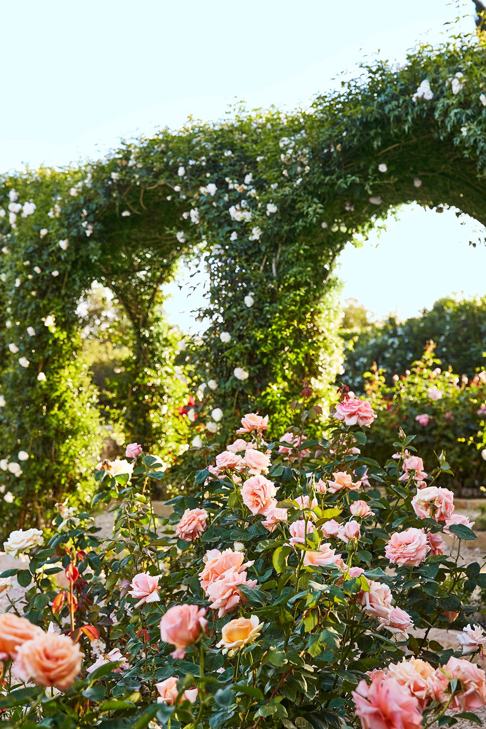 oprah winfrey rose garden