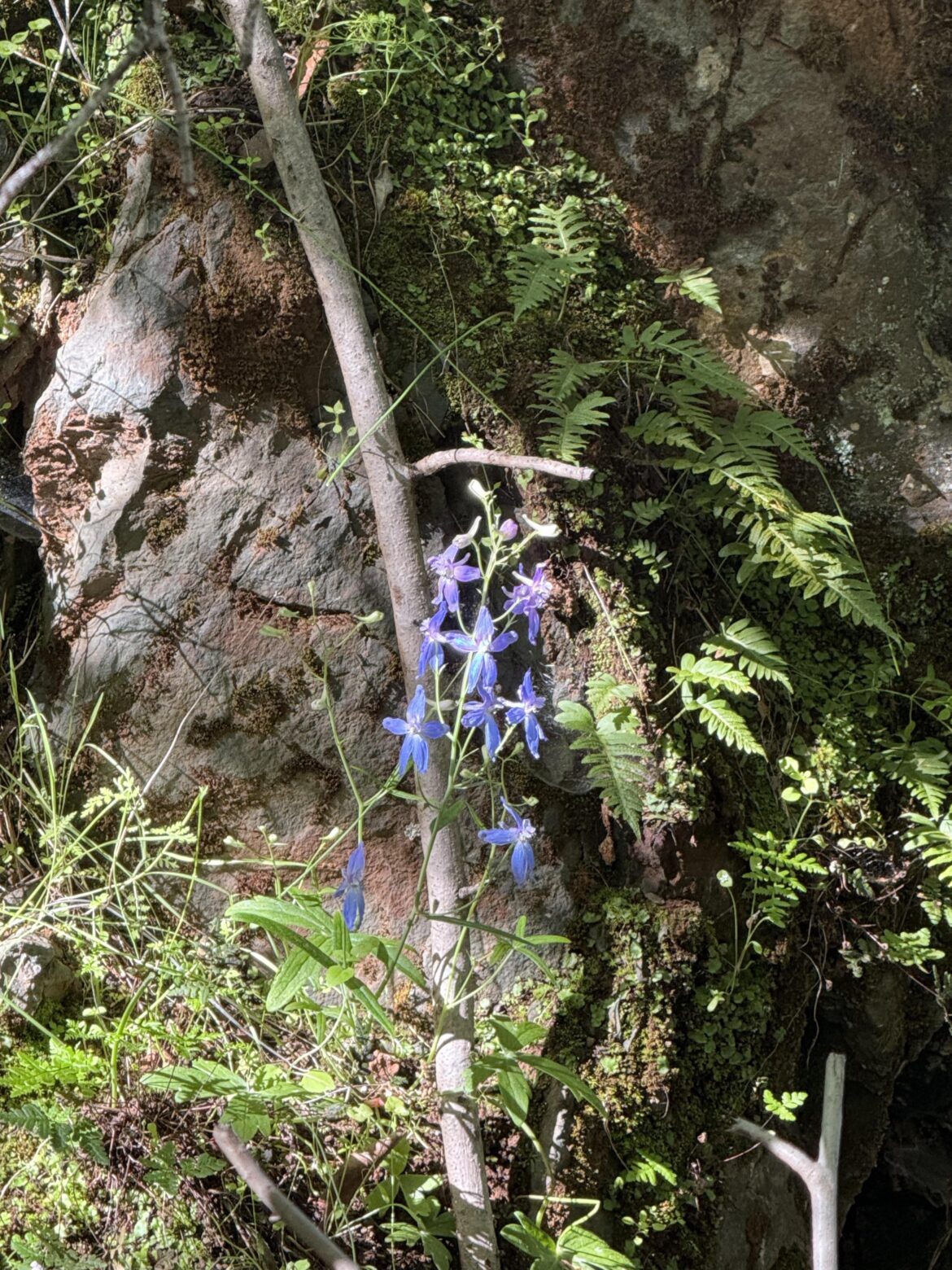 what is this flower?