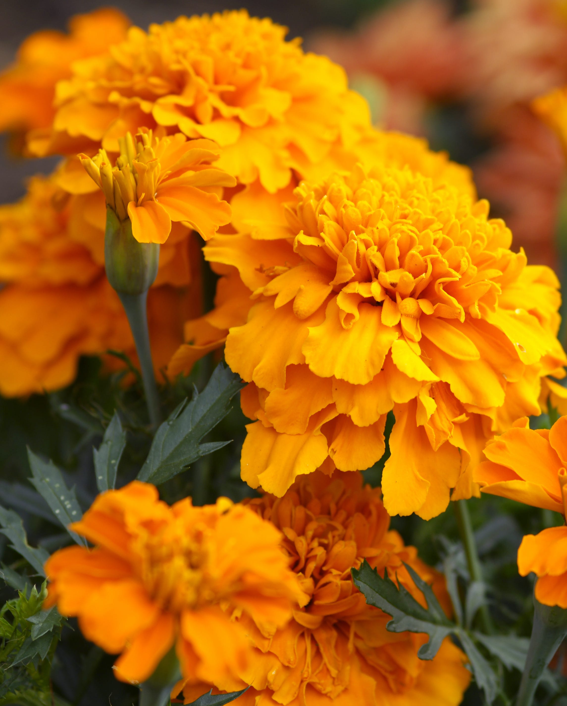 flowers to grow from seed marigolds