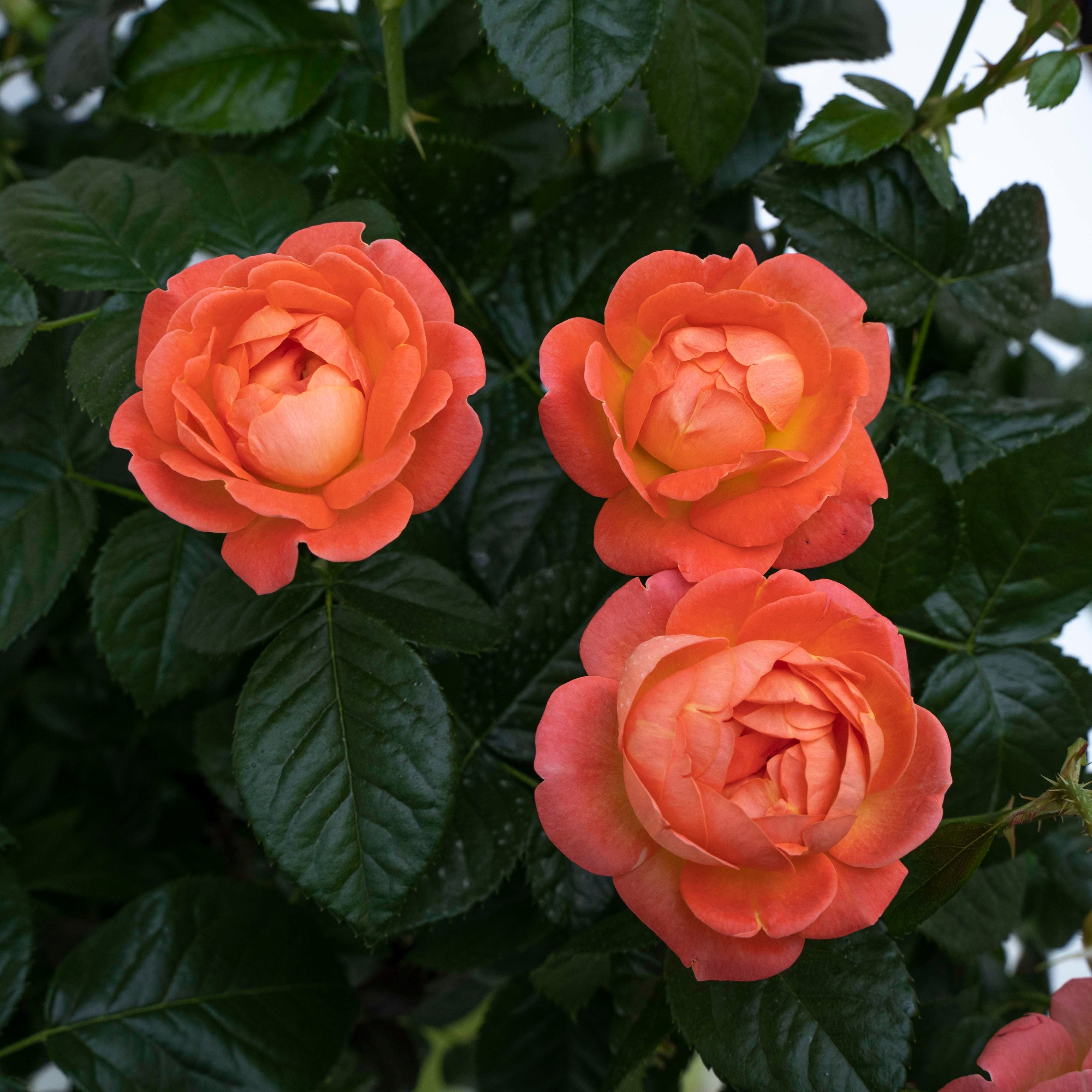 star roses and plants orange glow knock out