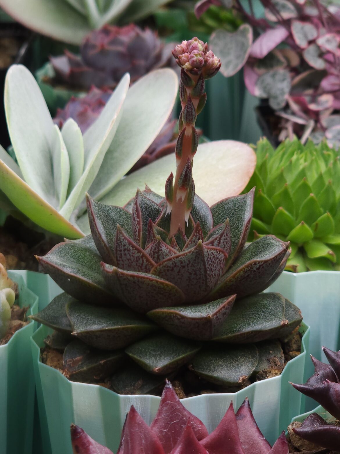 E Purpusorum 'Red', getting ready to bloom 💖