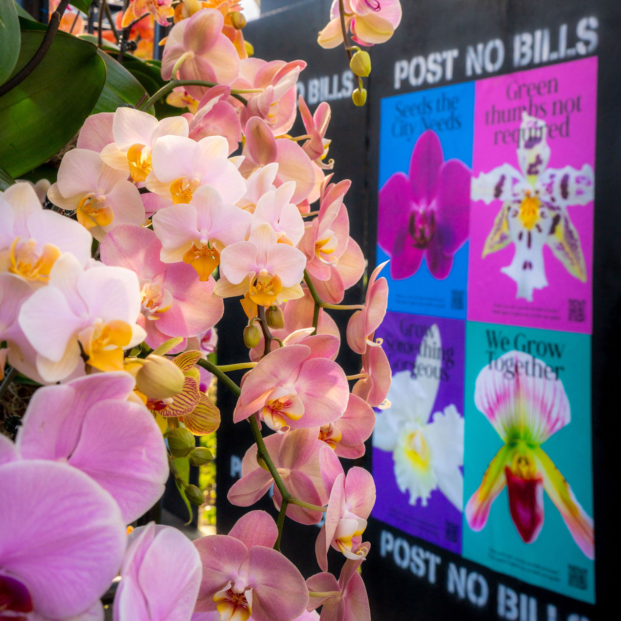 Orchids and flyers featured in “The Orchid Show: Mr. Flower Fantastic’s Concrete Jungle,” on view at NYBG in the Bronx.