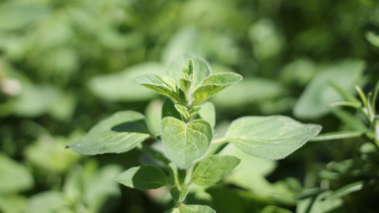 Oregano plant in a garden