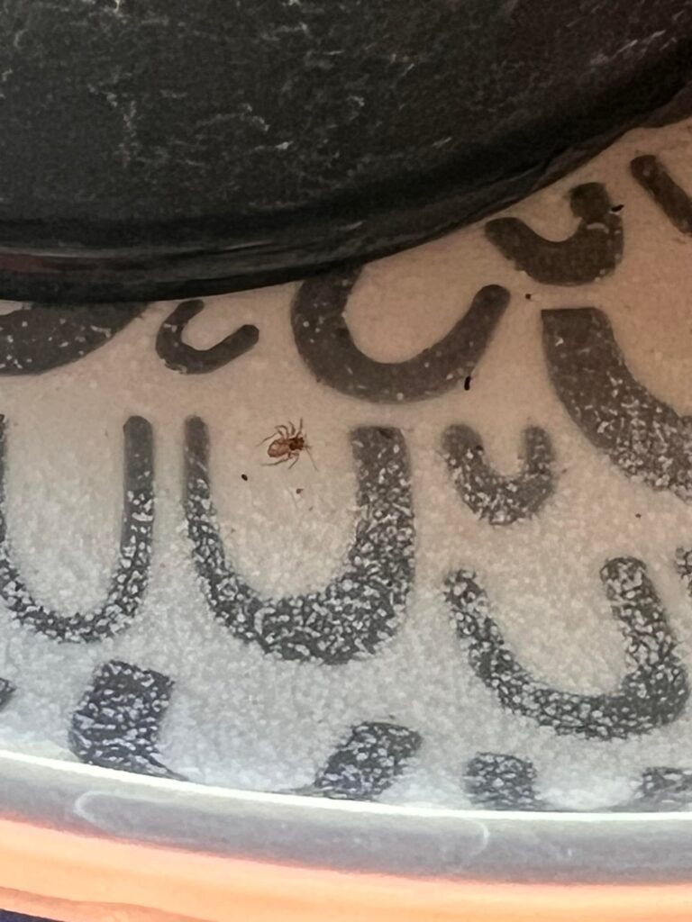 Spider mites? Spider mites?