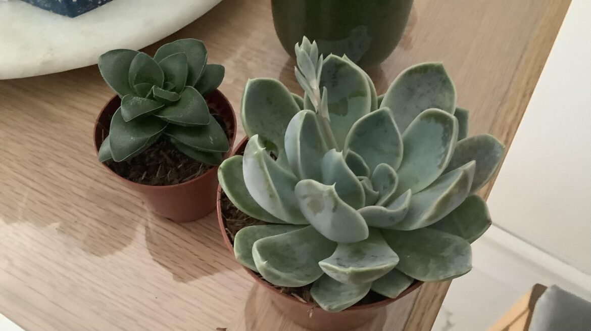 Supermarket Echeveria ID