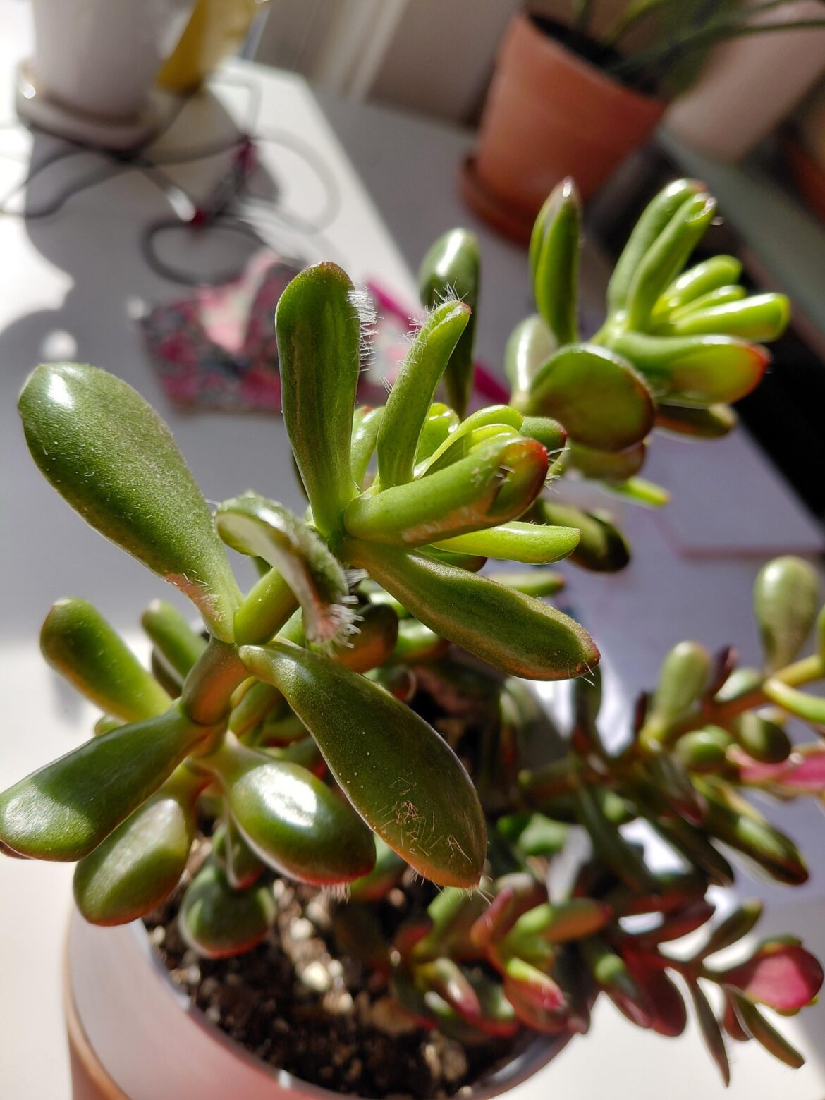 Does anyone know why my succulent is growing hair?!