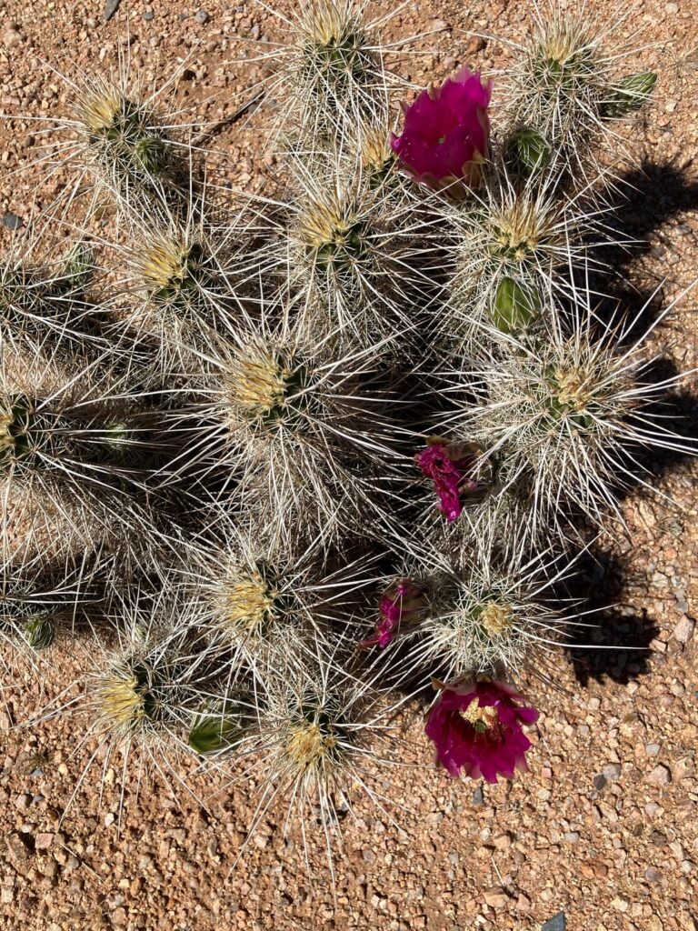Echinocereus engelmannii