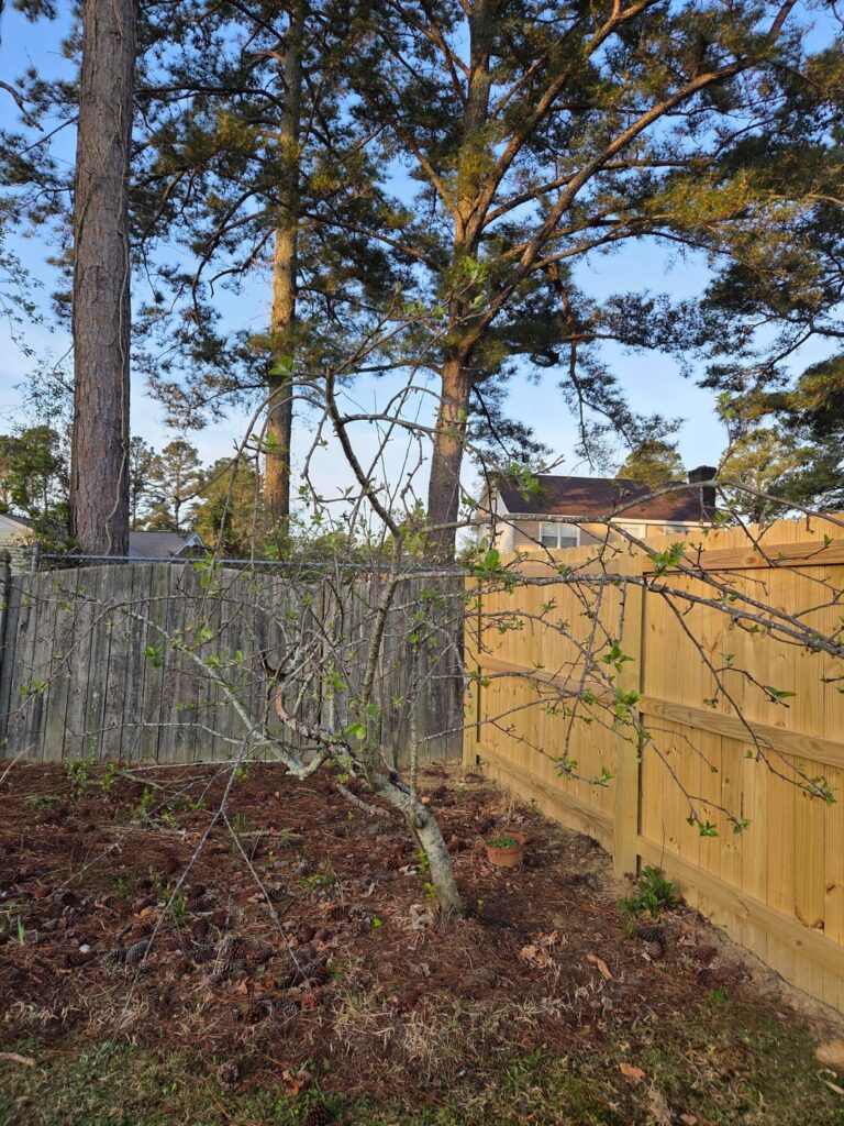 Will this apple tree make it? Or infect my healthier apple tree?