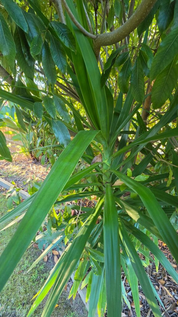 Plant ID please - Melbourne, grew from mulch I think?