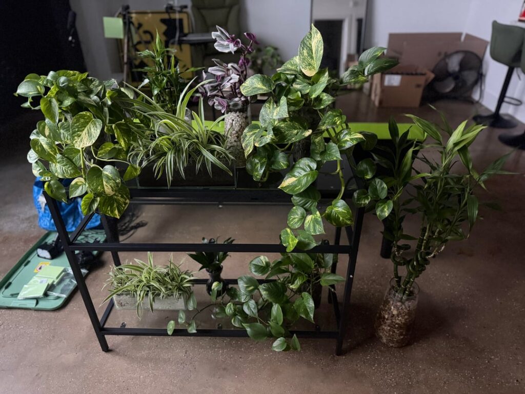 My hydroponics table! I’m so proud of my babies…