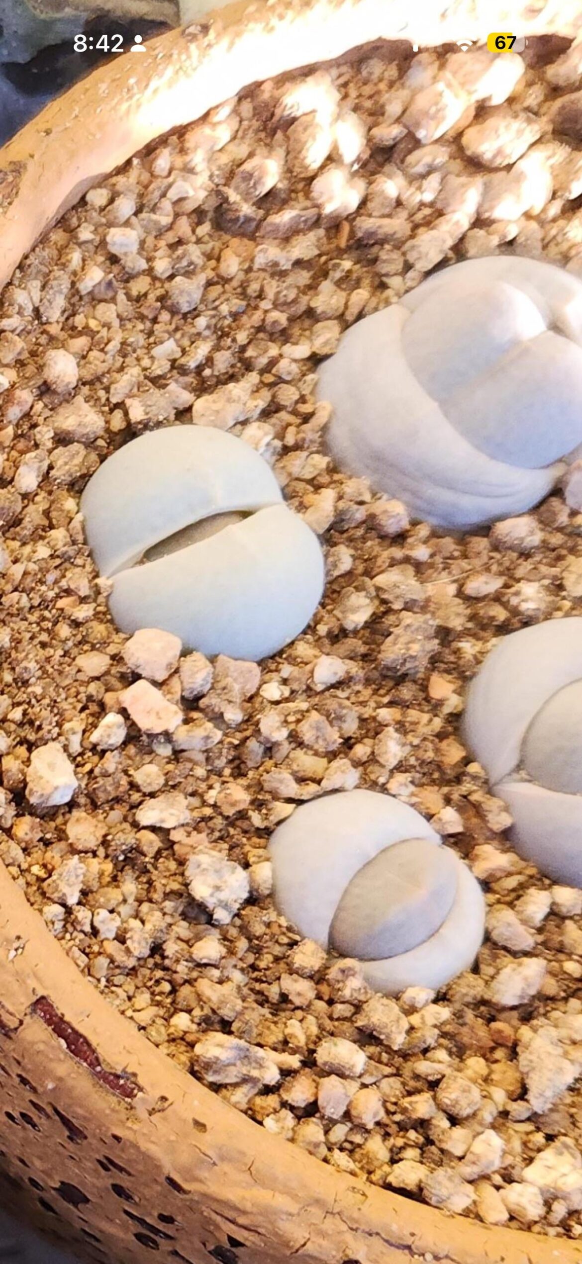 does anybody know what these are called?