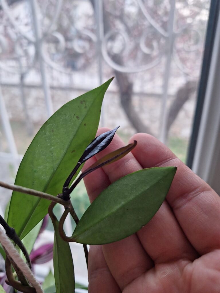New Hoya leaves turning dark purple/black—is this normal?