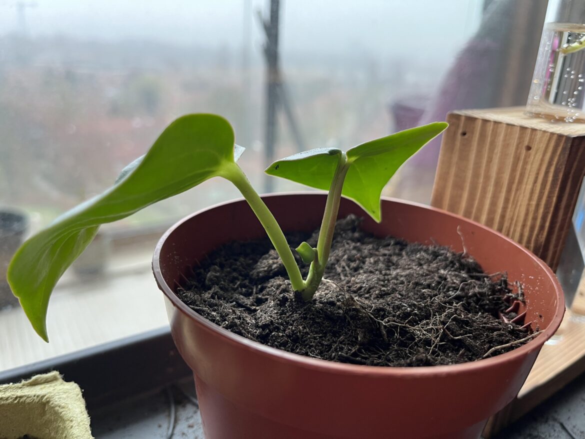 Never thought I’d be this excited about a tiny leaf growing