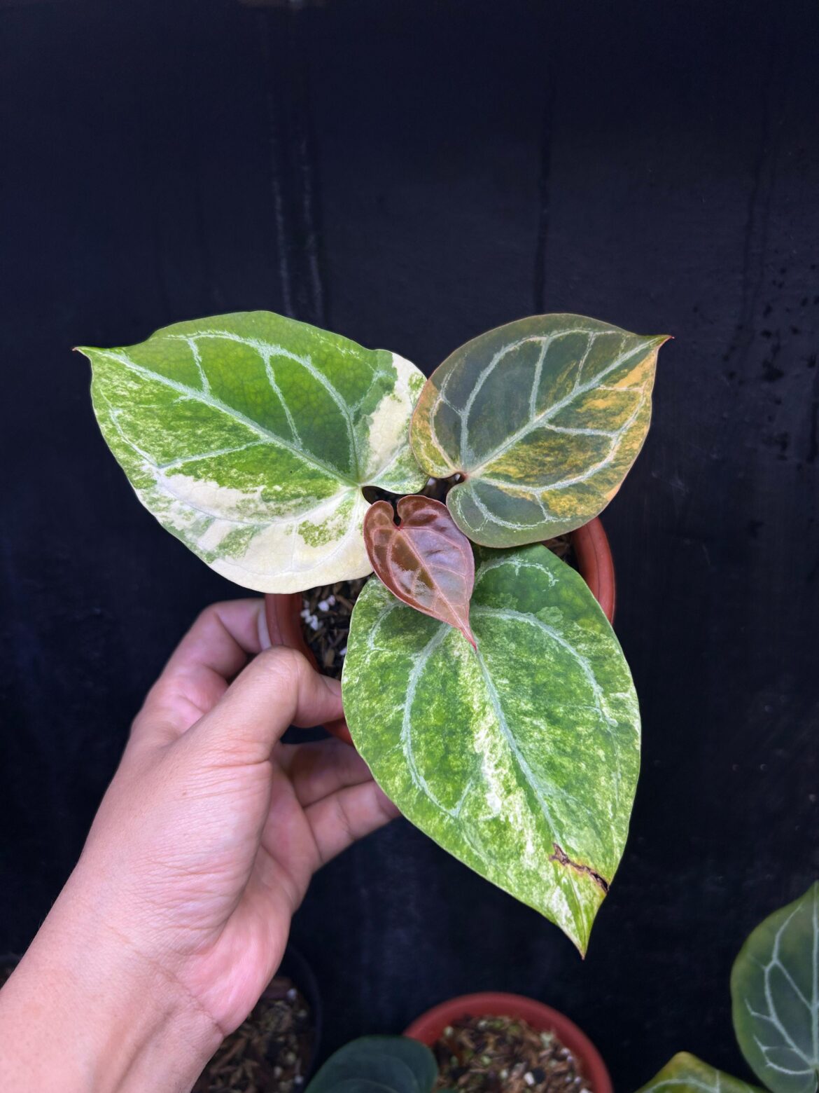Anthurium variegated🪴