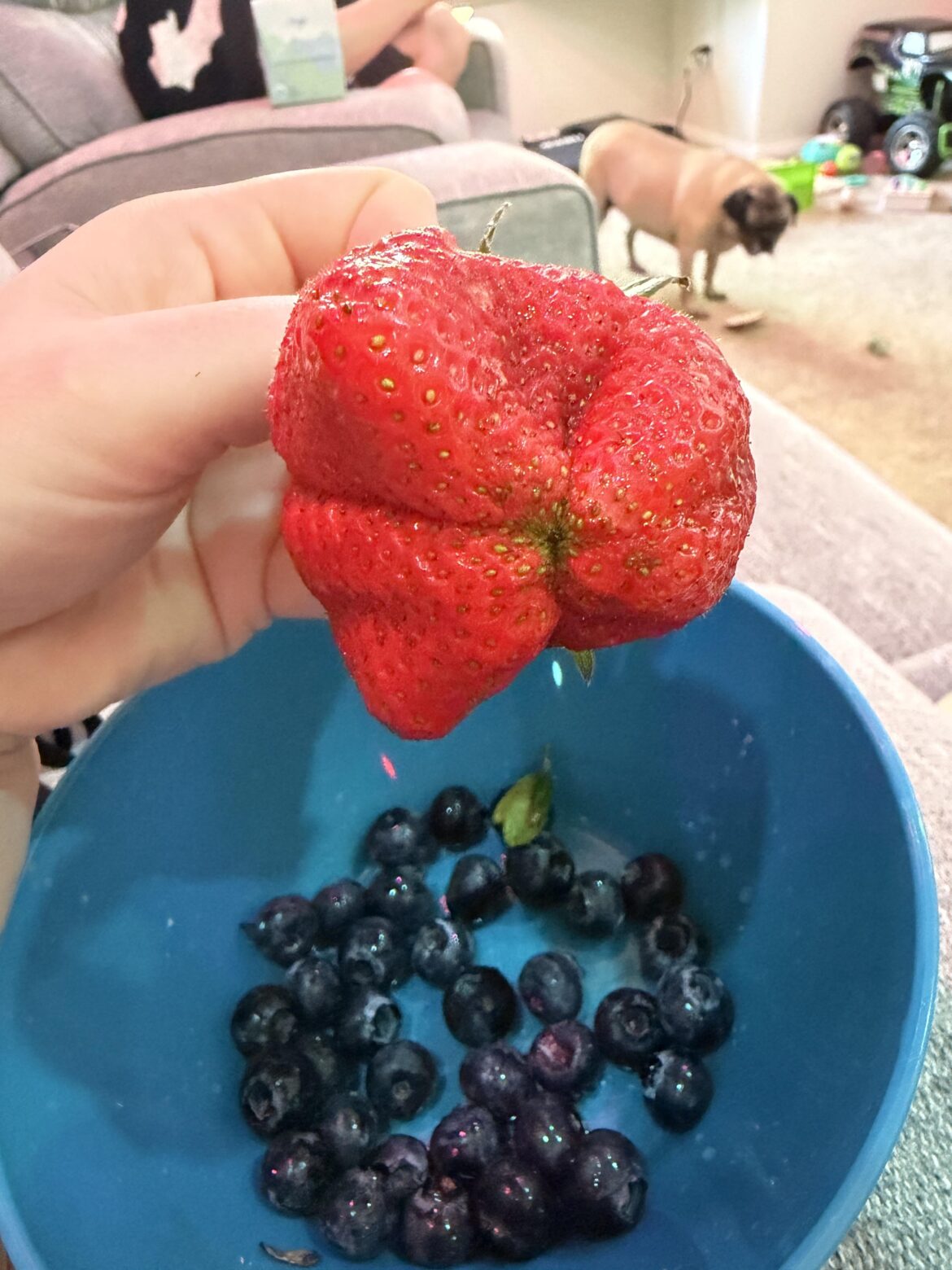 Triple strawberry!