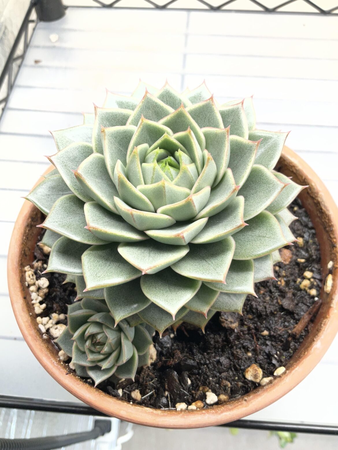 My Fabiola growing nicely