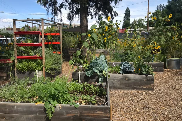 13 Youth Organizations Receive Funds to Support School Garden Projects – The Source 13 Youth Organizations Receive Funds to Support School Garden Projects - The Source